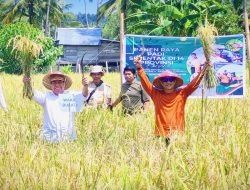 Bupati & Wakil Bupati Kepulauan Selayar Panen Raya Padi Serentak di Desa Mare-Mare
