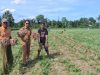 PLN Serahkan Bantuan Pembibitan Bawang Merah Untuk Petani Desa Lampoko Kab. Barru