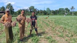 PLN Serahkan Bantuan Pembibitan Bawang Merah Untuk Petani Desa Lampoko Kab. Barru