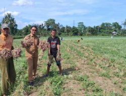 PLN Serahkan Bantuan Pembibitan Bawang Merah Untuk Petani Desa Lampoko Kab. Barru